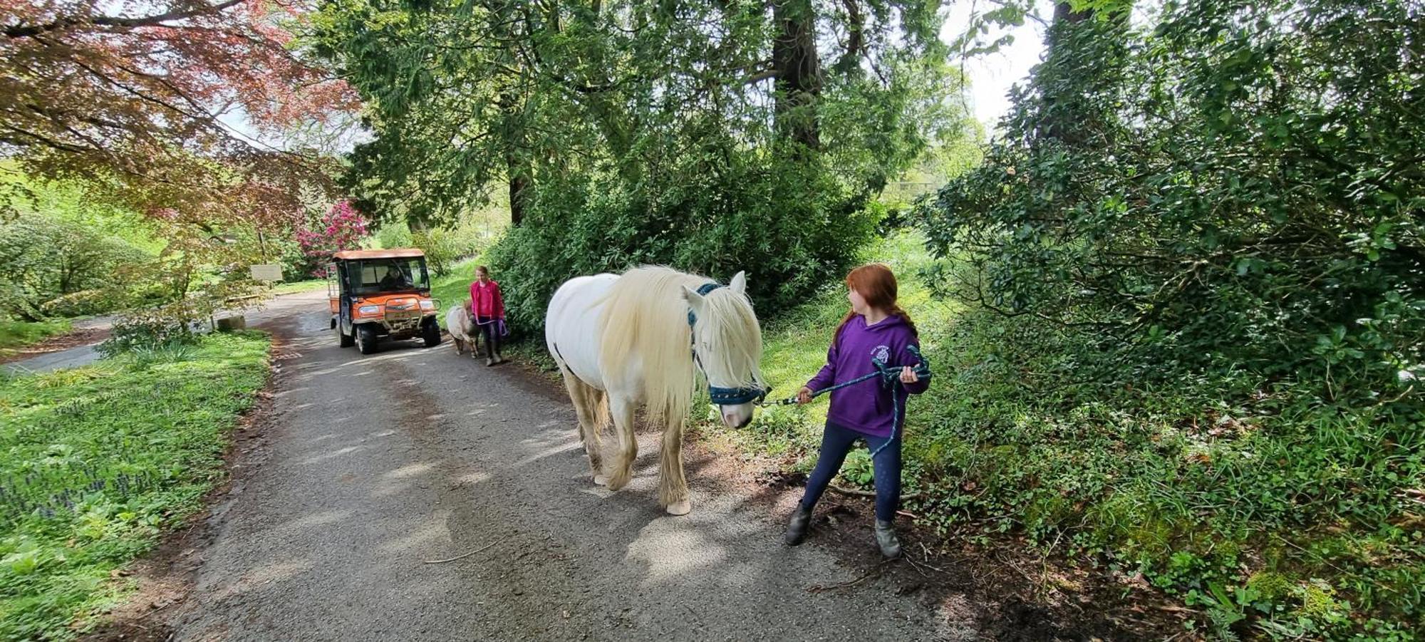 No 4 Trelawney Apartment - Onsite Bar - Restaurant - Horse Riding Menheniot ภายนอก รูปภาพ